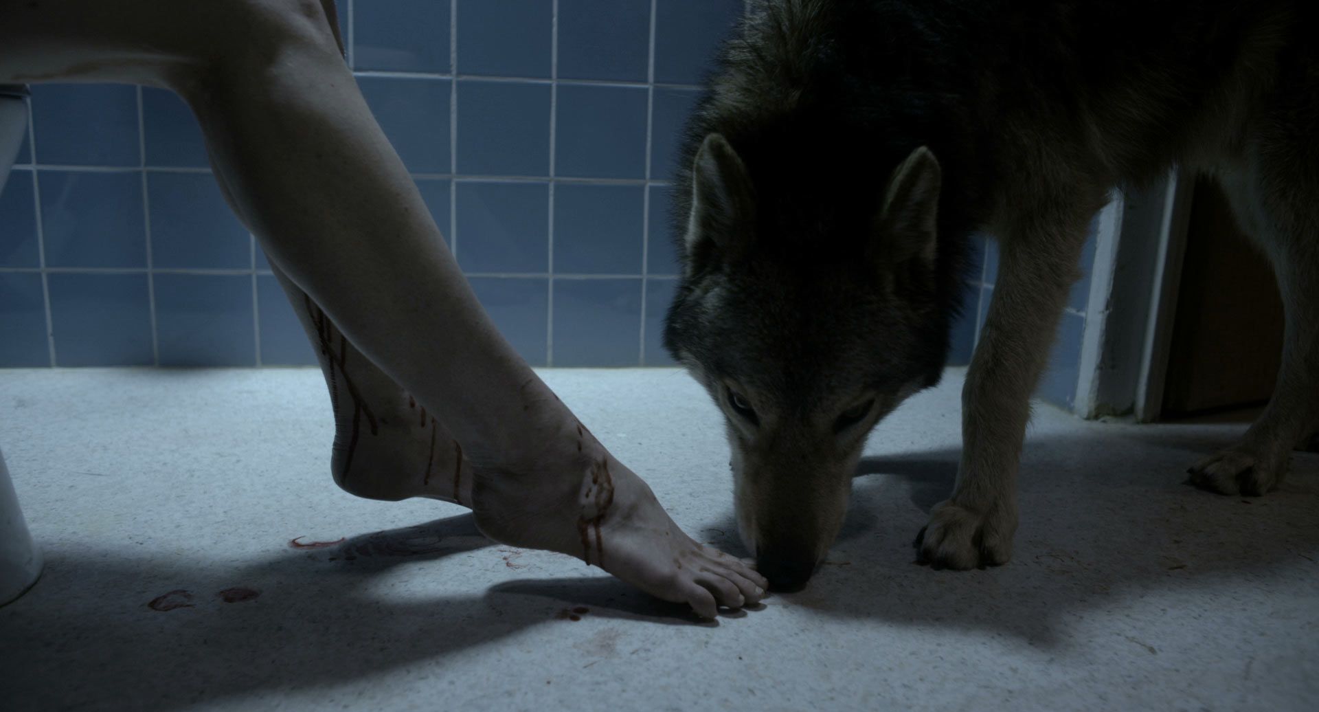 "Зэрлэг" киноны тухай